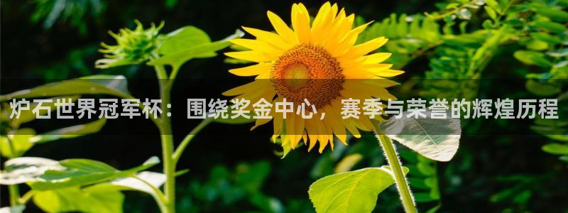 世界杯2026赛程时间表格:炉石世界冠军杯:围绕奖金中心,赛季与荣誉的辉煌历程